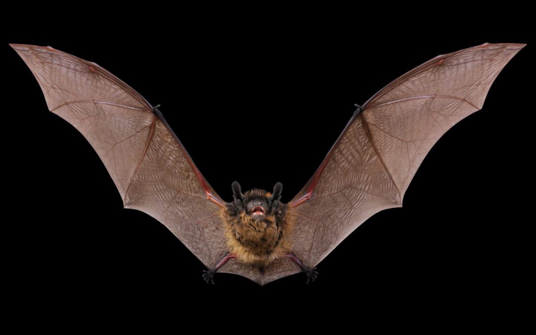 Bat Control: Signs of a Bat Infestation