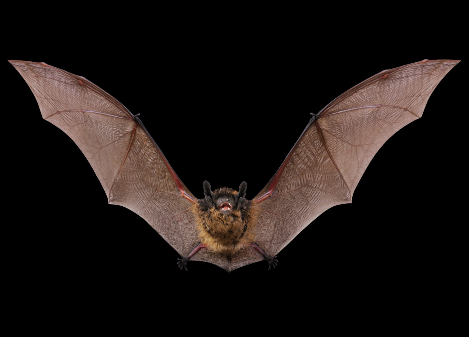 Bat Control: Signs of a Bat Infestation