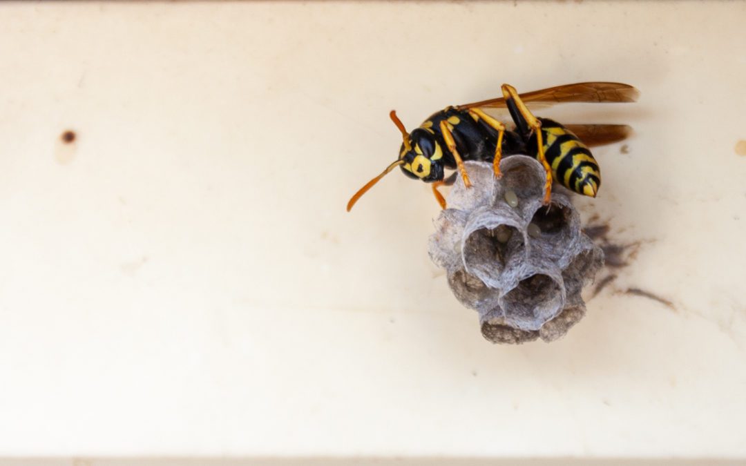 Do-It-Yourself Wasp Removal