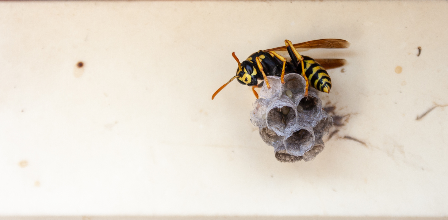 Do-It-Yourself Wasp Removal