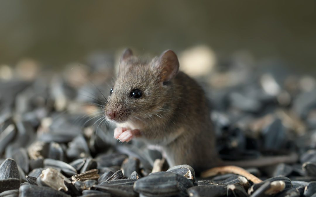 The Health Hazards of Mice in Homes