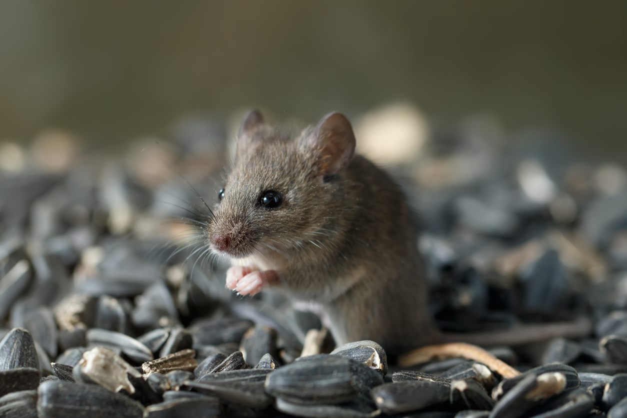Mice & Rats - Humane Wildlife Control Inc