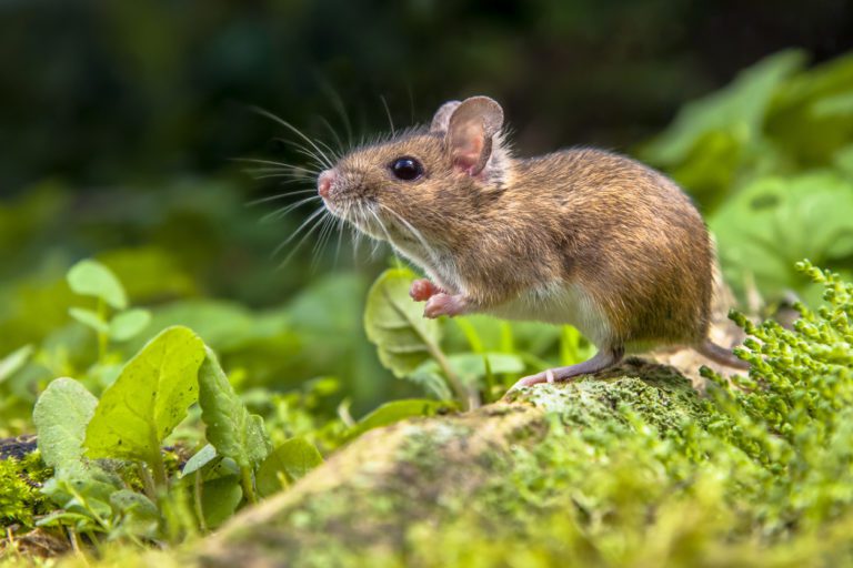Mice Are Gross: The Dangers of Ignoring a Rodent Control Problem