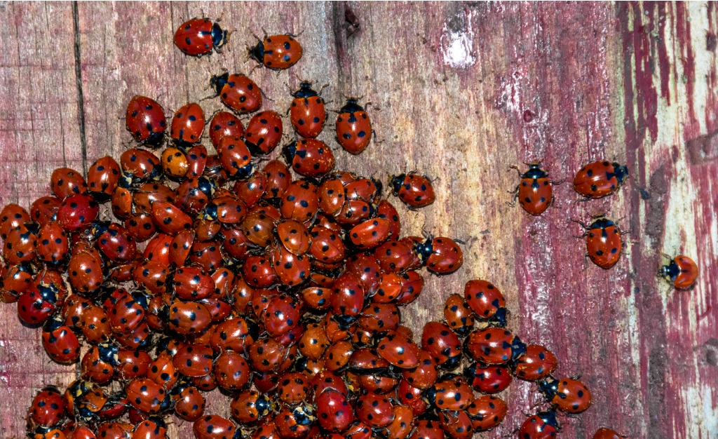 Bug Control: Sealing Boxelder Bugs and Lady Beetles Out