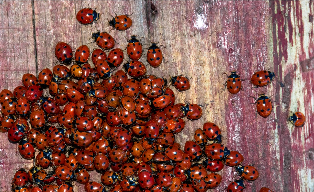 Asian Lady Beetles Are The Bad Version of Ladybugs—Here's How to Get Rid of  Them