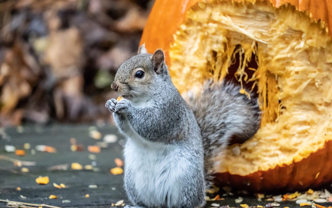 humane squirrel removal near me