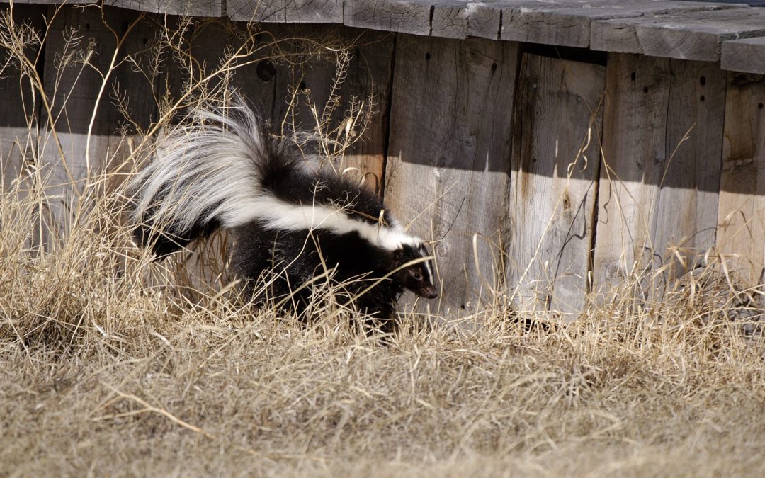 What To Do If You Have A Skunk Problem