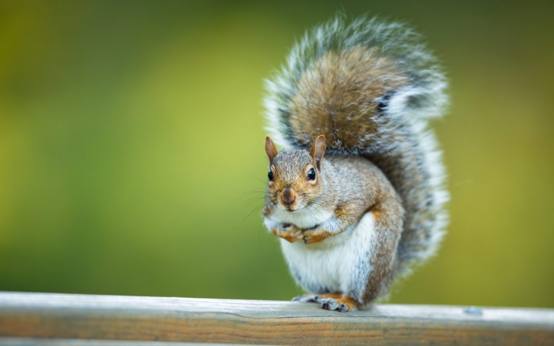Squirrel Removal: Signs You May Have A Squirrel Problem | ABC Humane  Wildlife Control and Prevention