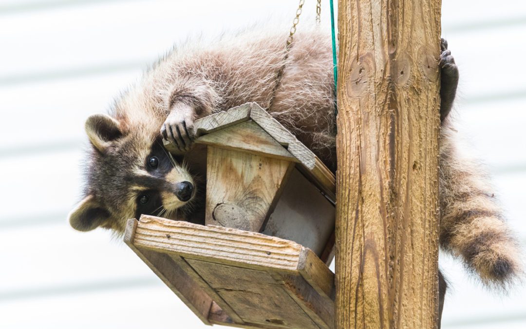 Is Mariachi Music The Best Raccoon Repellent?