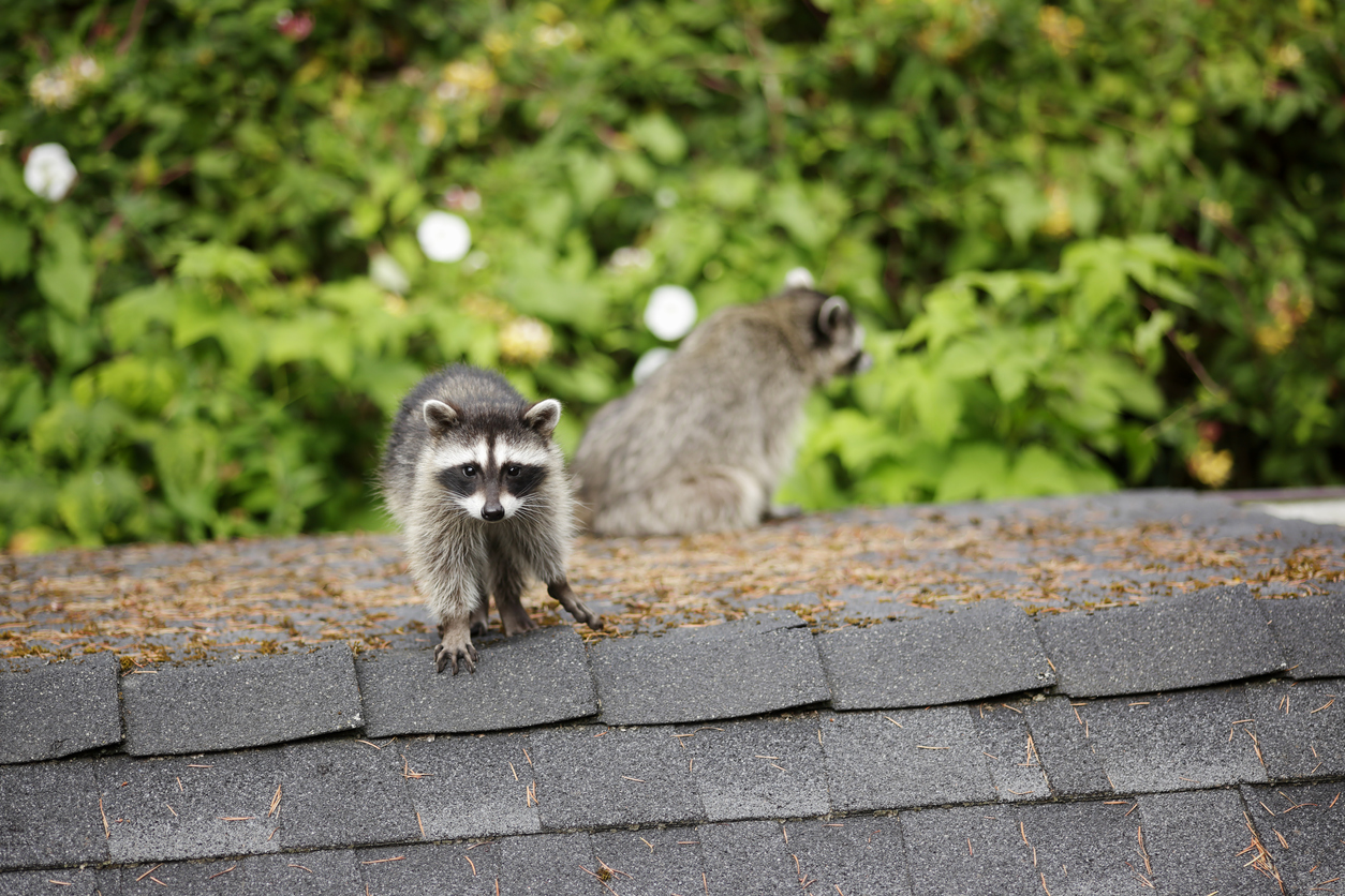 Animal Control: What's in the Attic? | ABC Humane Wildlife Control and  Prevention