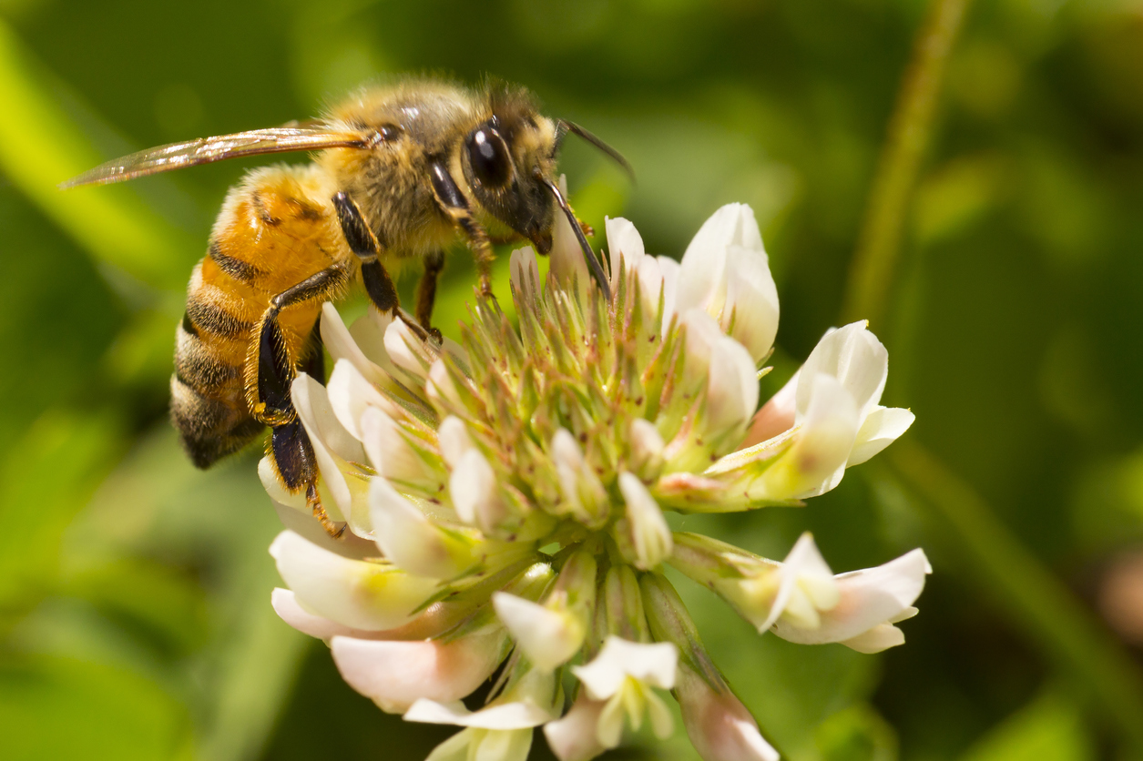 Why Bee Traps Aren't Your Best Option