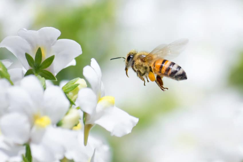 Humane Bee Removal: Why Harming Bees Harms All Of Us