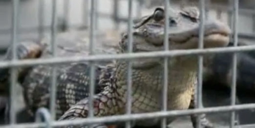 Alligator Found in Buffalo Grove