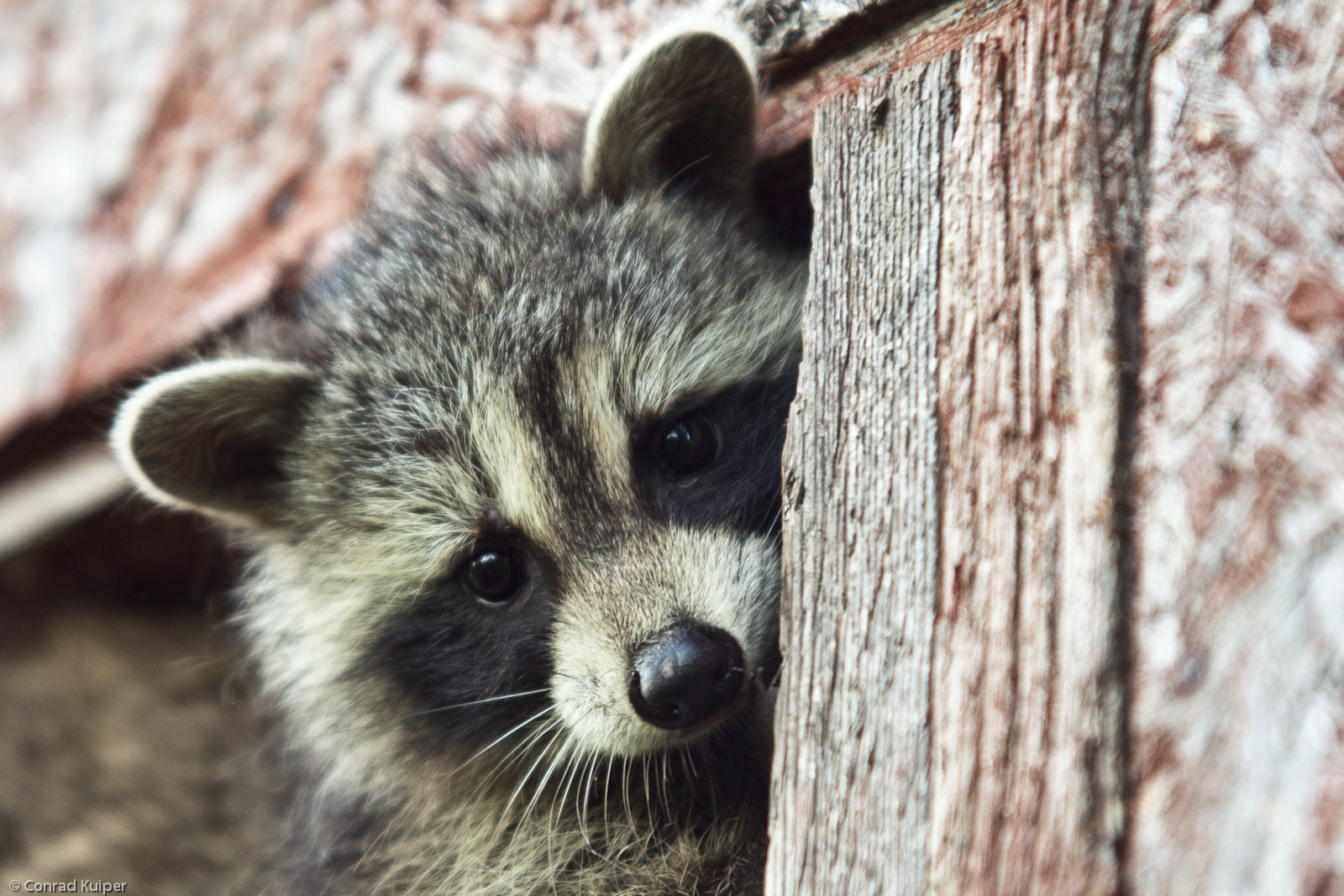 How to Get Raccoons and Other Animals Out of Your Attic