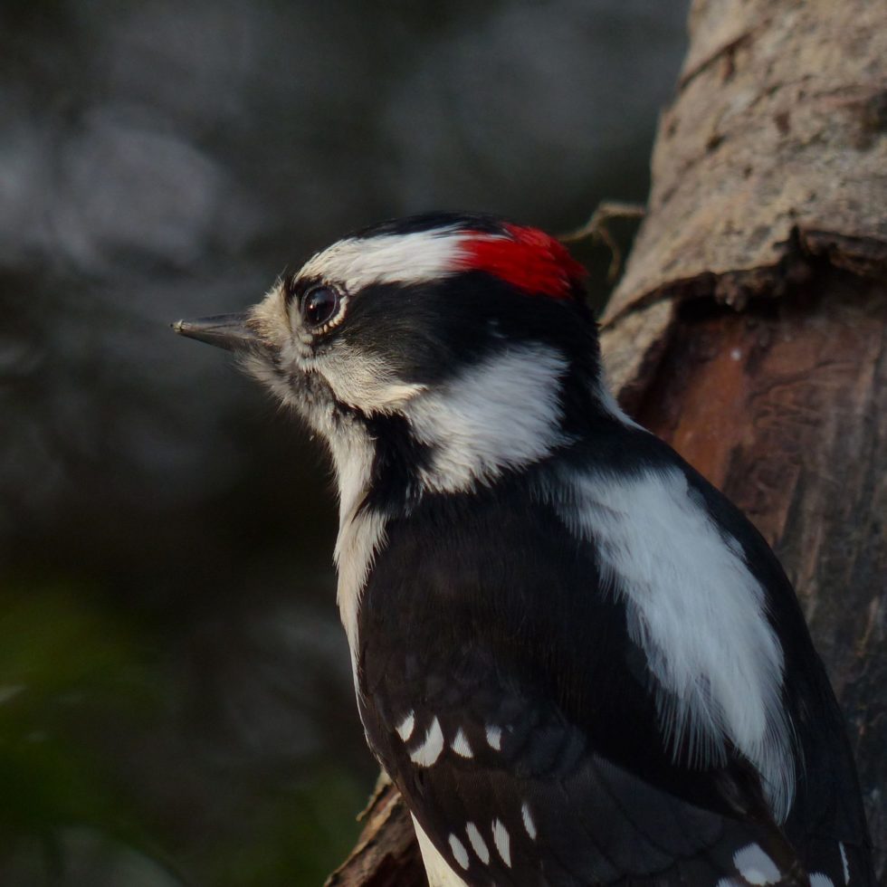 Woodpecker Removal and Control | Commercial Woodpecker Removal | ABC ...