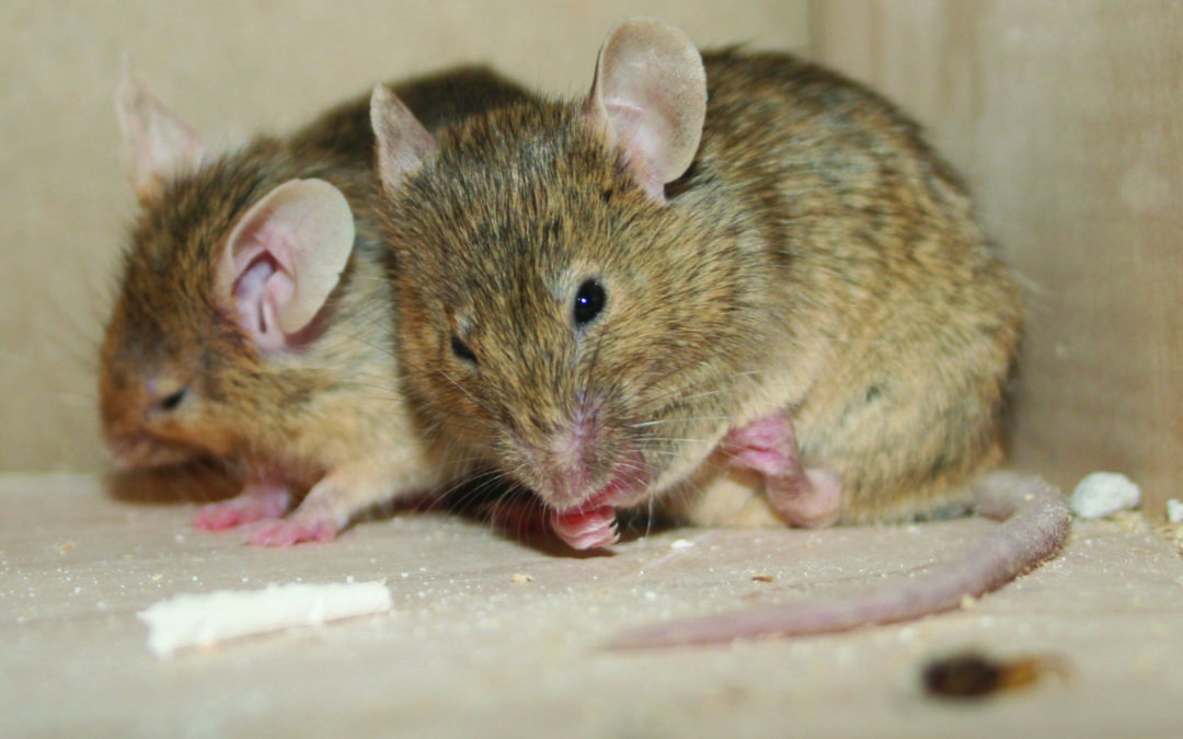 How to Get Rid of House Mice