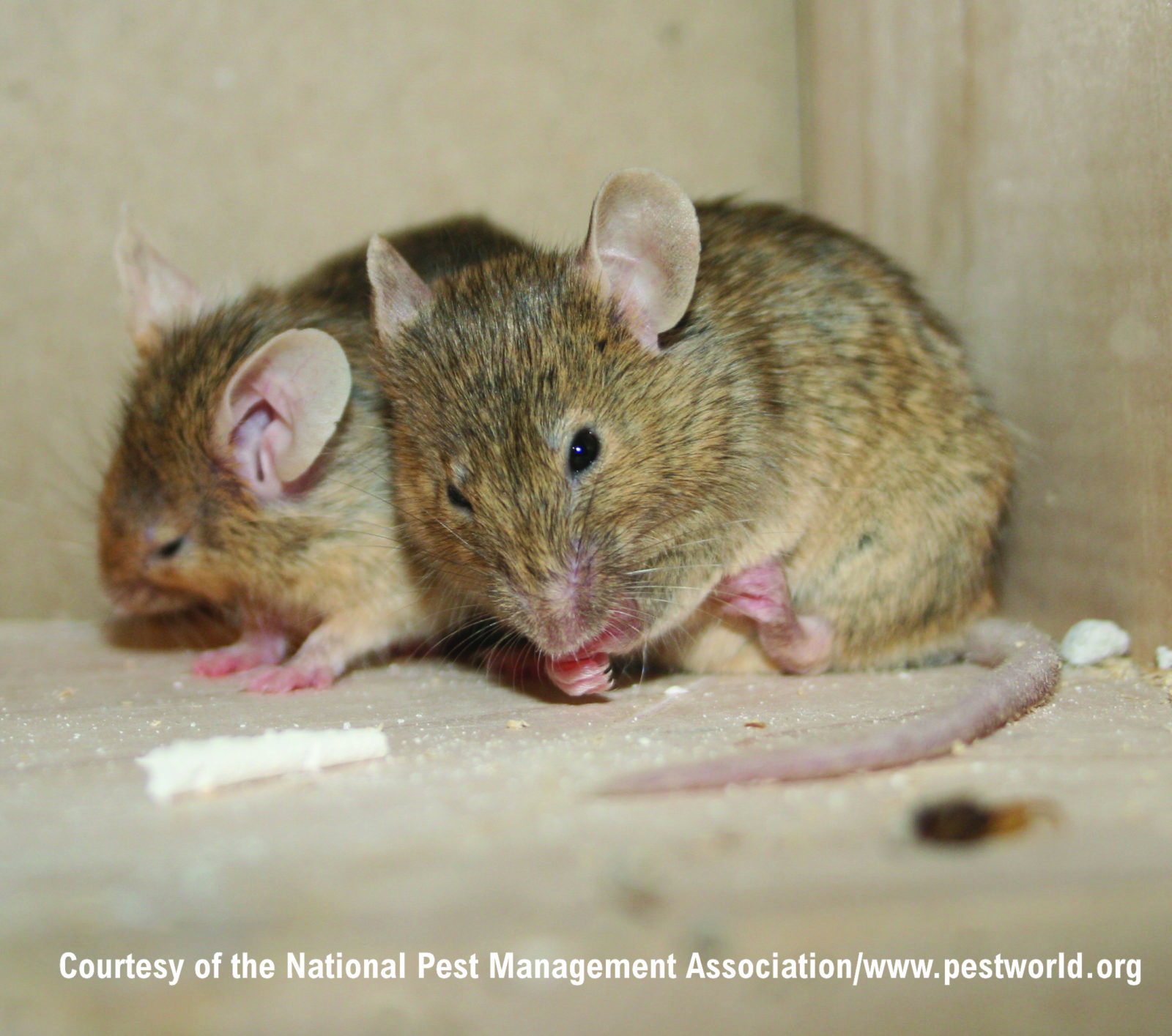 Getting Rid Of Mice: What’s The Big Deal?