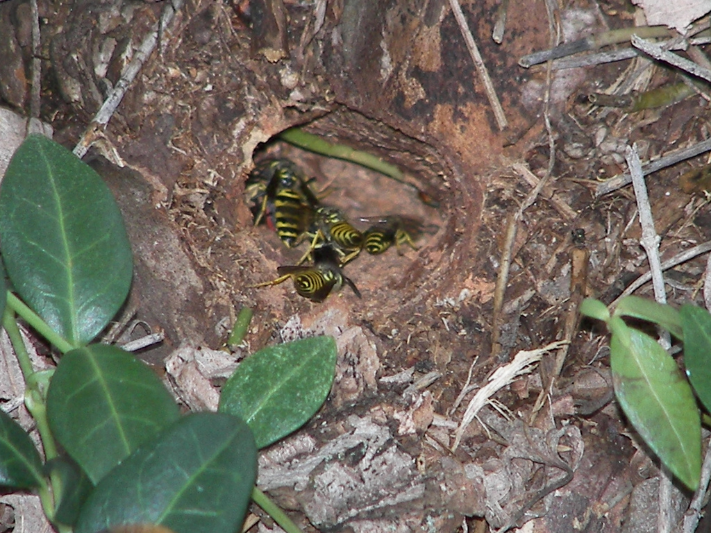 How To Find A Yellow Jacket Nest In House