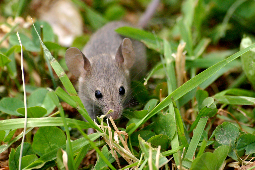 https://abcwildlife.com/wp-content/uploads/2020/04/How-to-Keep-Mice-Out-of-Your-Home.jpg