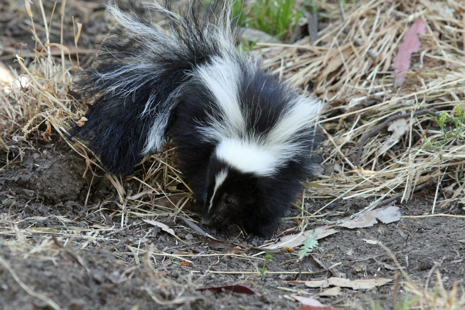 Skunk Control: Why do Skunks Spray and Other Interesting Facts | ABC Humane  Wildlife Control and Prevention