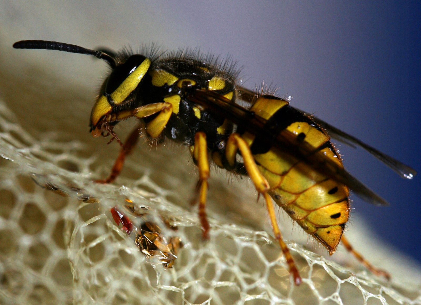 Yellow Jacket Nest Removal Dos and Don'ts  ABC Humane Wildlife Control and  Prevention