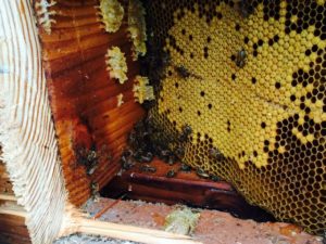 interview with honey bee removal expert