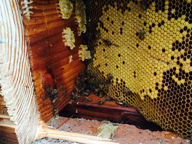 Interview With A Honey Bee Removal Expert