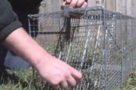 How to Reset and Rebait a Humane Animal Trap