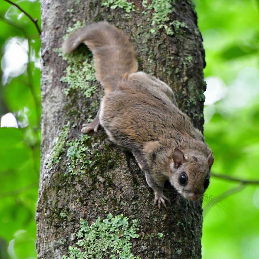 Flying Squirrel Removal, Get Rid of Flying Squirrels