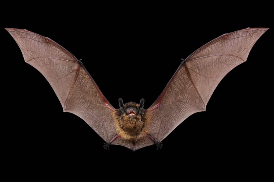 They Don’t Teach Bat Wrangling In Music School: Bat Removal And Opera