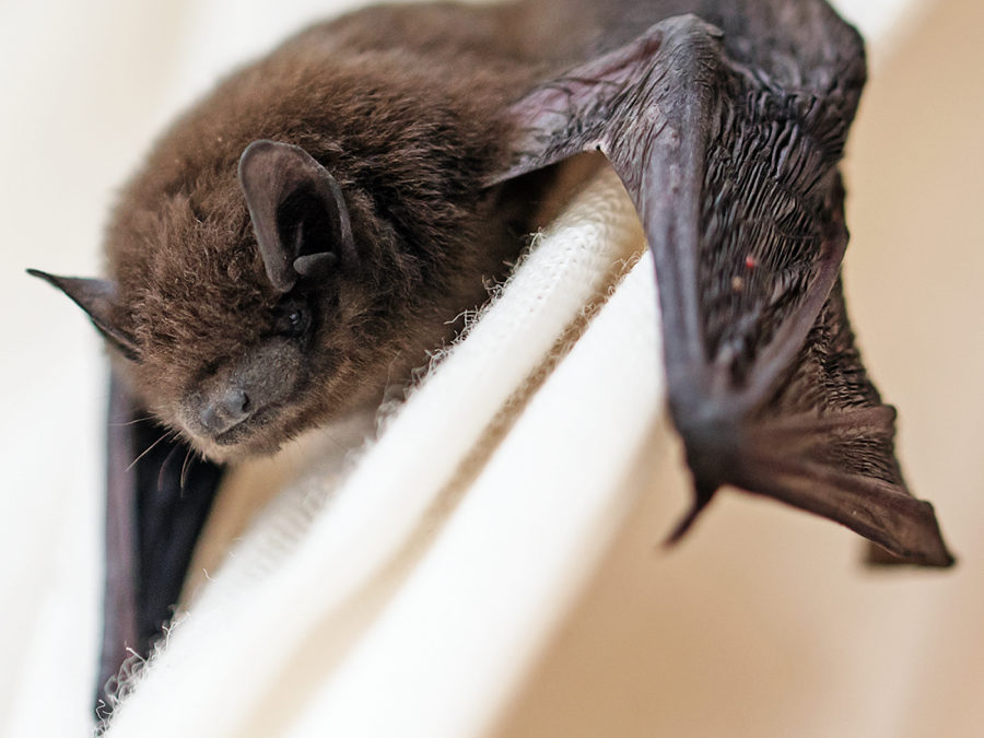 Bat Infestations and Rabies: What To Do