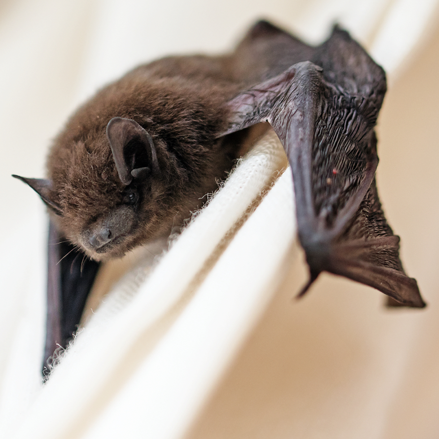 Bat Infestations and Rabies: What To Do