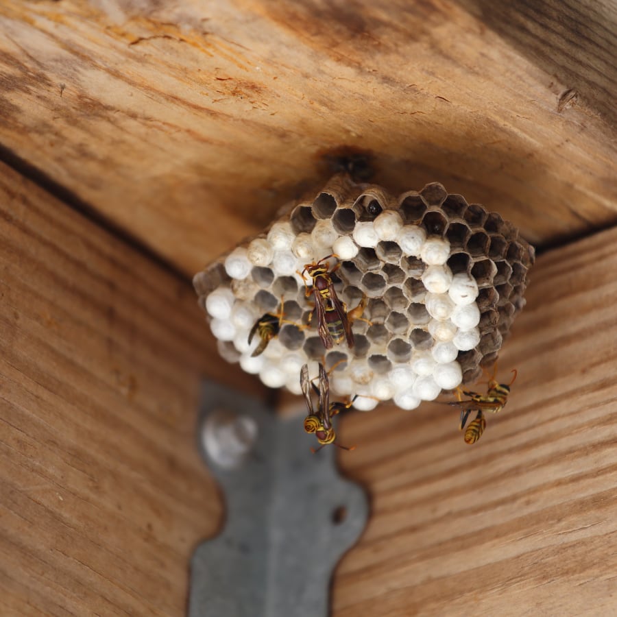 Humane Bee Removal: Why Harming Bees Harms All Of Us