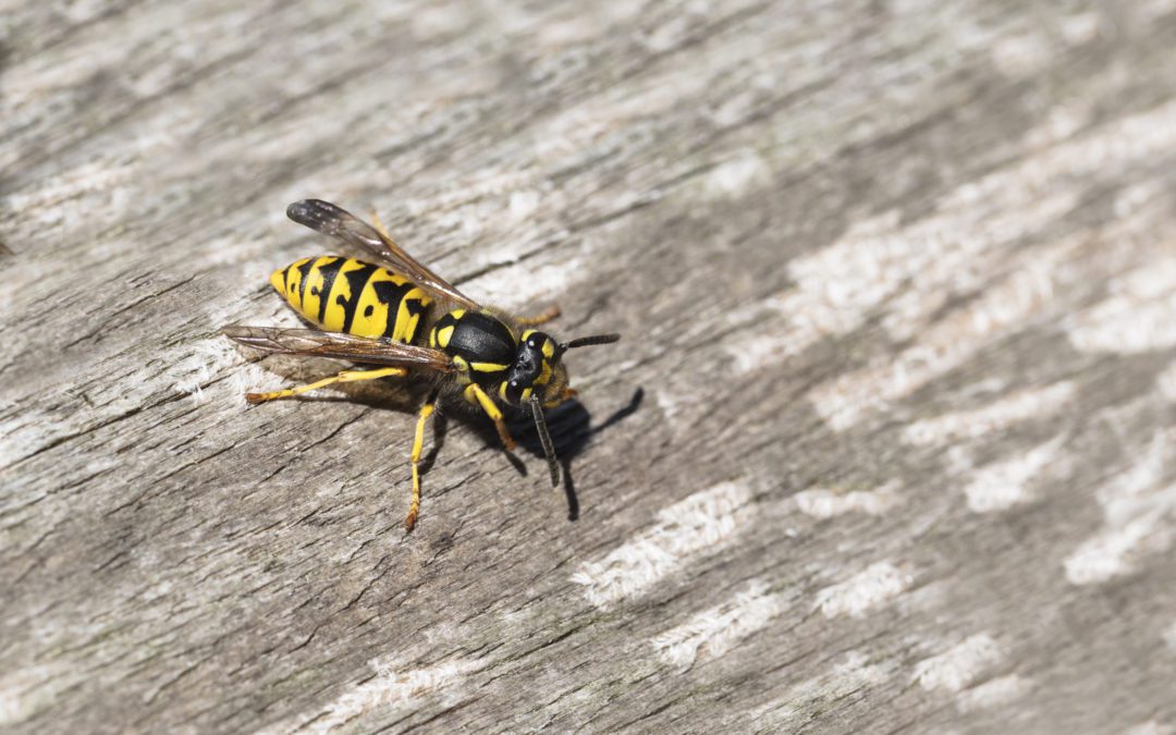 How To Remove a Yellow Jacket Nest