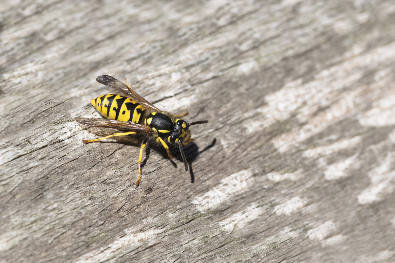 yellow jacket nest in wall