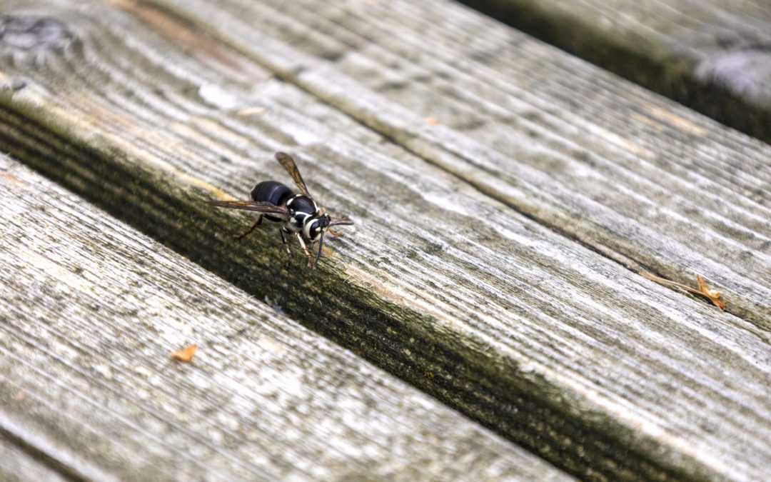 Know Your Stinging Insects: Bees, Wasps, and Hornets! Oh, My!