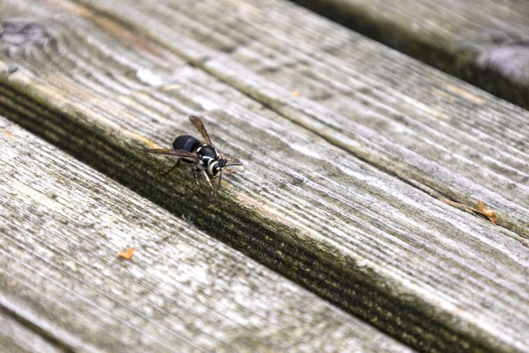 Know Your Stinging Insects: Bees, Wasps, and Hornets! Oh, My!